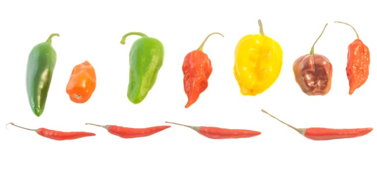 beautiful variety of american chilli in a white background