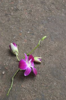 Branch of purple orchids on the floor.