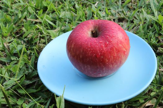 red apple on the blue dish.