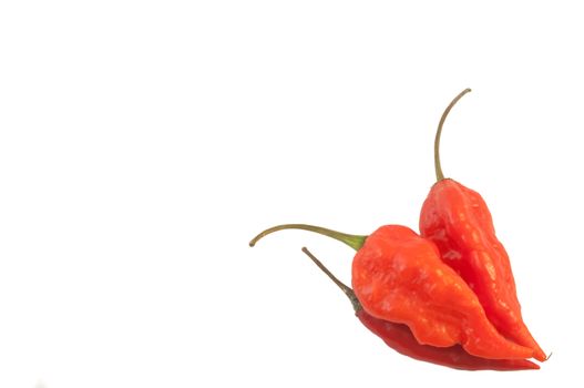 beautiful macro  background of three red chilli pepper in studio