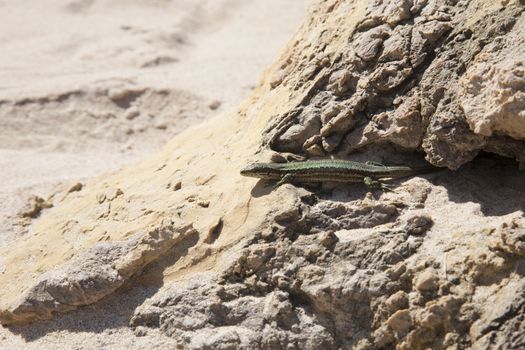 lizard on sandy rock in a beach of Asturias Spain