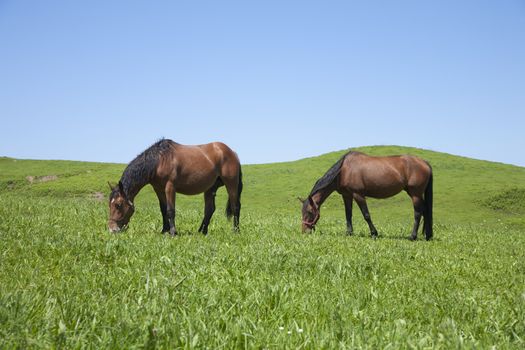 two horses grazing on green field near ocean in Asturias Spain
