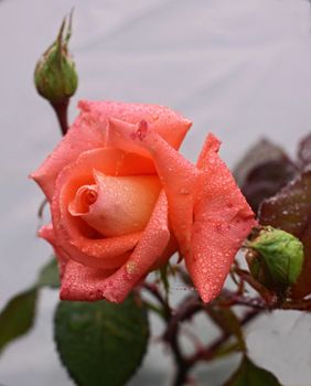Rose in the rain with leaves in the garden