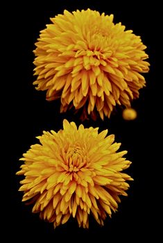 Two yellow dahlia and black background