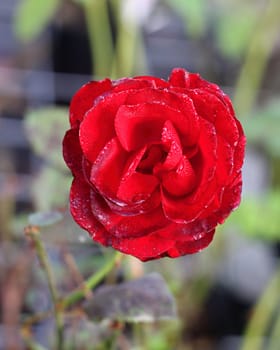 Red rose with raindrops and green leaves