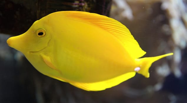Yellow Tang fish (Zebrasoma flavescens) and corals on background