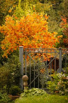 a yellow orange autumn tree with an iron gate