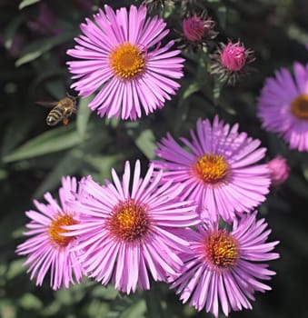 Bee on violet  flower of dahlia on the garden