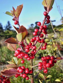 red berries holly in autumn and wet leaves with green background