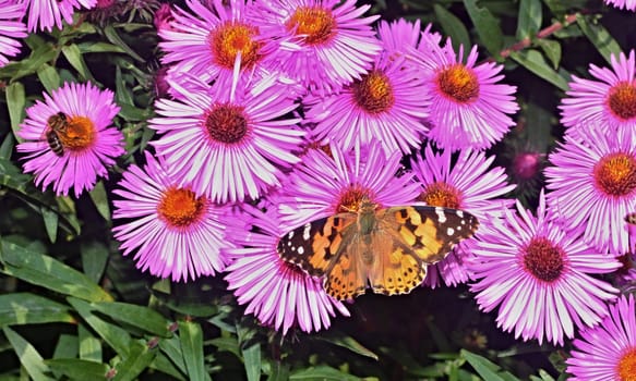 Butterfly and bee on violet  flower of dahlia on the garden