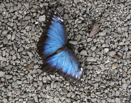 beautiful blue butterfly on small stones road