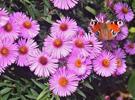 Butterfly on violet  flower of dahlia on the garden