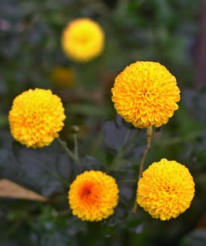 Yellow asters and green background in the garden
