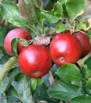 Apple on the tree  in plantation and green leaves