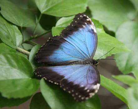 beautiful blue butterfly on green leaves on the meadow