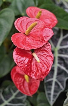 Four red Anthurium/Flamingo flowers in the garden and leaves