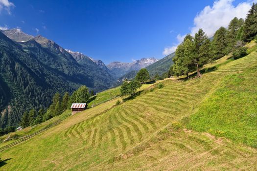 high Pejo valley on summer, Trentino, Italy