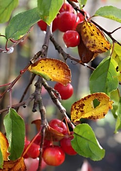 Decorative small apples on the tree with leaves