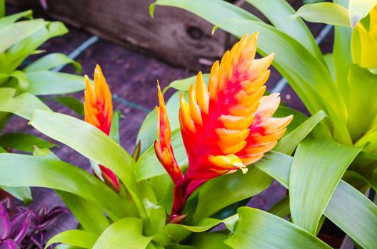 The Vriesea belongs to the large genus of bromeliads. 
To this genus also includes the pineapple. 
In colloquial language it is 
called flaming sword.