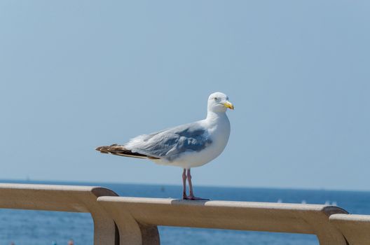 A large seagull on a railing in the background of the beach and the sea.