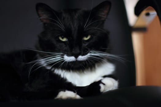 black and white cat with plush mustache and expressive eyes