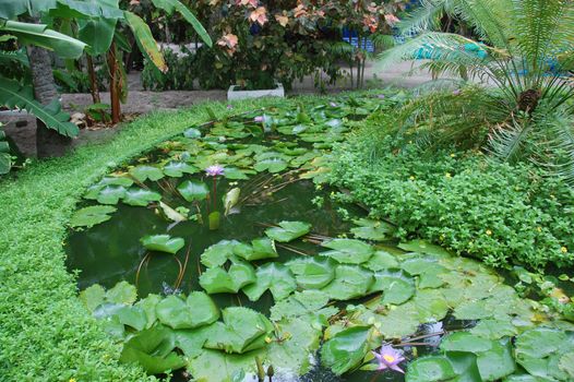Water plants garden at Maldives island,Thulhagiri Island Resort