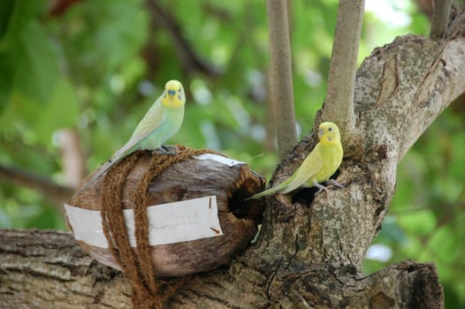 Yellow green parrots at coconut nest tree Maldives, Thulhagiri Island Resort