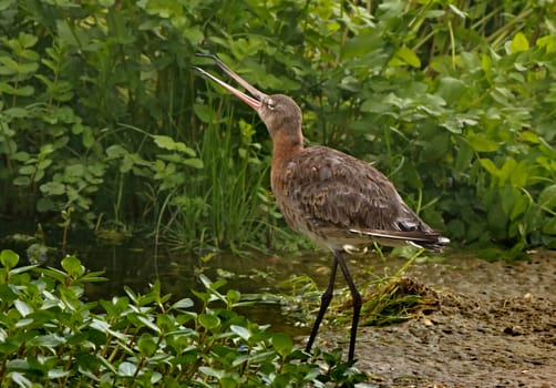 The Black-tailed Godwit is a wader with long legs and bill.