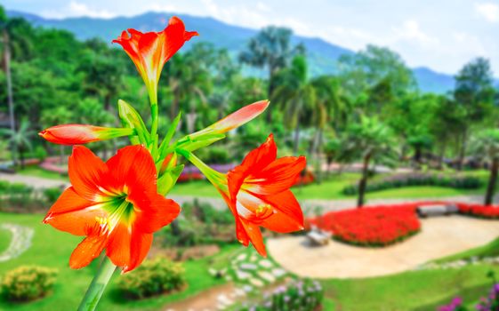 The beautiful of Amaryllis on natural background.