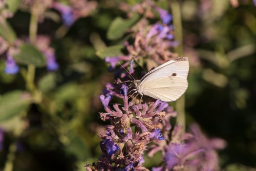 Butterfly on flower