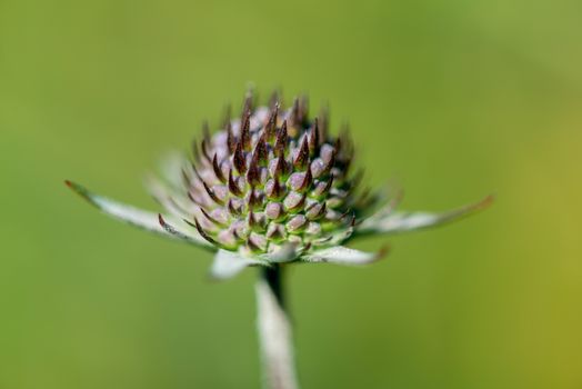 Wild flower close up