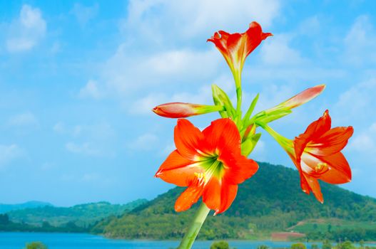 The beautiful of Amaryllis on natural background.