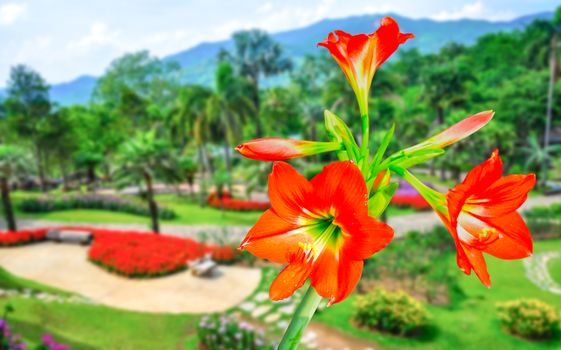 The beautiful of Amaryllis on natural background.