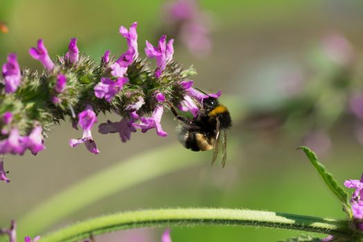 Honey bee on flower close up