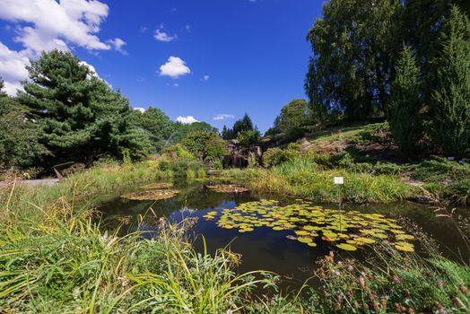 Pond with beautiful waterlily flowers in Oslo