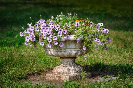 pot with petunia flowers in the park at green grass