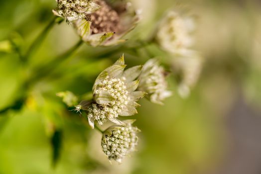 Wild flower close up