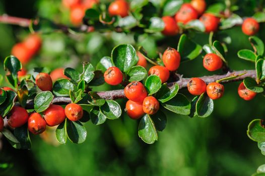 Red berries of Cotoneaster bush, closeup, selective focus