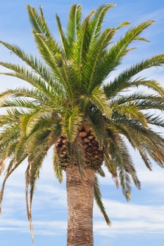 Tropical palm at the Adriatic seaside