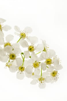 Bird cherry tree flowers on white