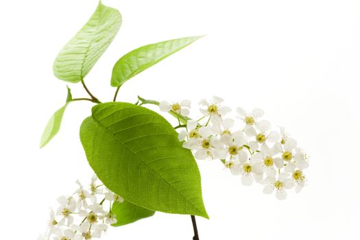 Bird cherry tree flowers on white