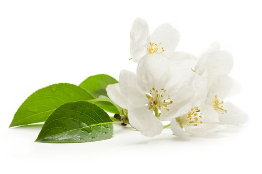 Apple tree flowers on white