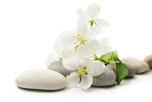 Apple tree flowers and stones