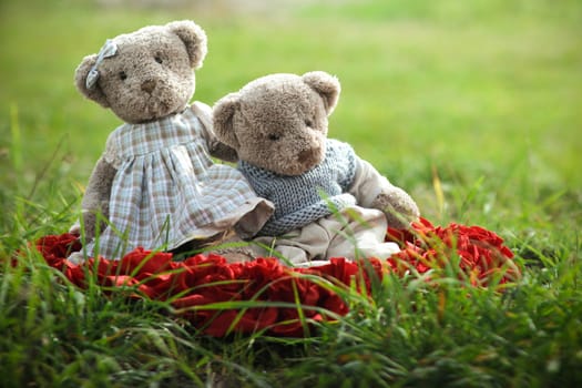 Two TEDDY BEAR brown color on the grass