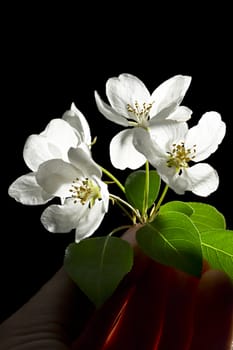 Apple tree flowers on black