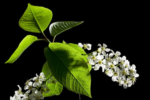 Bird cherry tree flowers on black