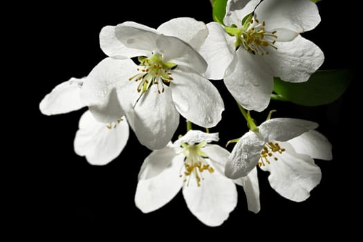 Apple tree flowers on black