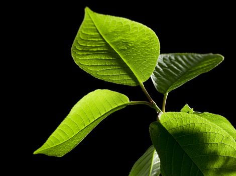 Bird cherry tree leaves on black