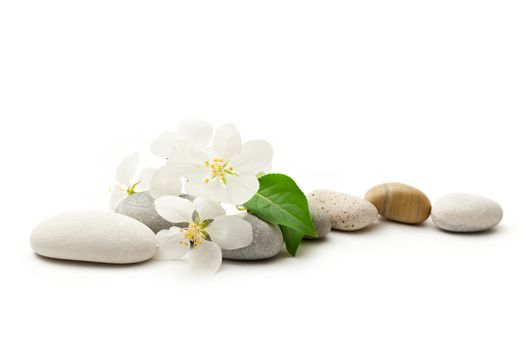 Apple tree flowers and stones