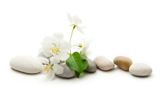 Apple tree flowers and stones